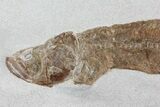 Cretaceous Fossil Fish - Goulmima, Morocco (Special Price) #72896-1